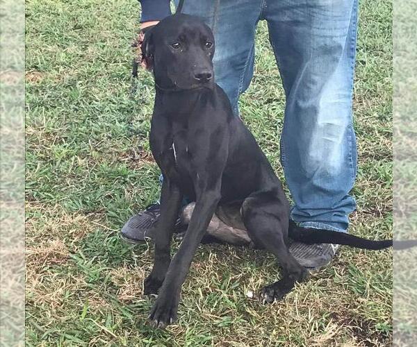 Medium Photo #8 Labrador Retriever-Unknown Mix Puppy For Sale in Oakhurst, NJ, USA