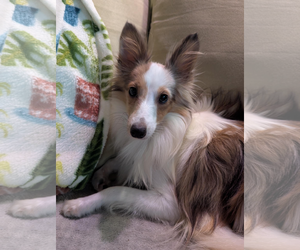 Mutt Dogs for adoption in Wamego, KS, USA