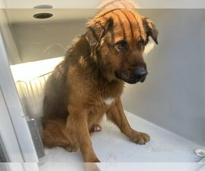 Chow Chow-German Shepherd Dog Mix Dogs for adoption in Houston, TX, USA