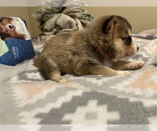 Medium Photo #5 Pomsky Puppy For Sale in KENTWOOD, MI, USA
