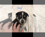 Small Photo #21 Siberian Husky Puppy For Sale in WASHBURN, WI, USA