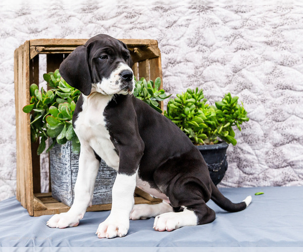 Medium Photo #30 Great Dane Puppy For Sale in WAKARUSA, IN, USA