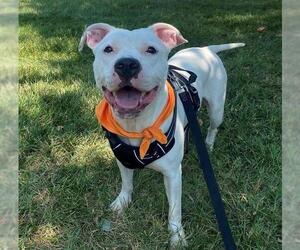 American Pit Bull Terrier Dogs for adoption in Charlotte, NC, USA