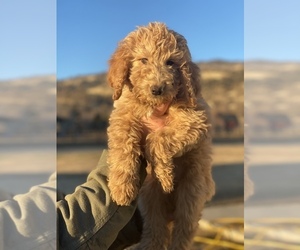 Goldendoodle Puppy for sale in DESERT HOT SPRINGS, CA, USA
