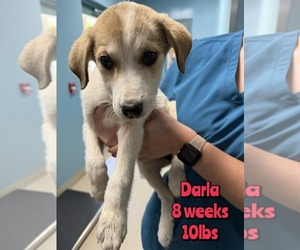 Mutt Dogs for adoption in Woodbury, NY, USA