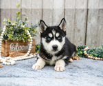 Small Photo #10 Siberian Husky Puppy For Sale in LANCASTER, PA, USA
