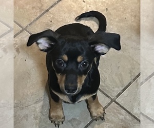 Chiweenie Puppy for sale in MARION, OH, USA