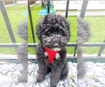 Small Photo #1 Goldendoodle (Miniature) Puppy For Sale in OKLAHOMA CITY, OK, USA