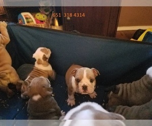 Bulldog Puppy for sale in FIRESTONE PARK, CA, USA