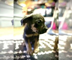 Cane Corso Puppy for sale in BENTON, PA, USA