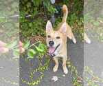 Small Dutch Shepherd  Mix