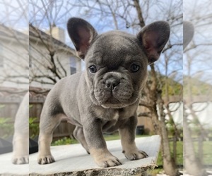 French Bulldog Puppy for sale in HOUSTON, TX, USA