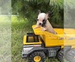 Small #3 French Bulldog