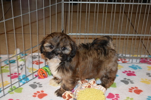 Medium Lhasa Apso