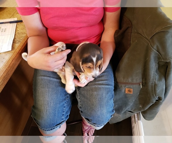 Medium Photo #2 Beagle Puppy For Sale in CENTRALIA, WA, USA