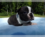 Small Photo #9 Boston Terrier Puppy For Sale in MONROE, NH, USA
