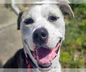 American Pit Bull Terrier-Beagle Mix Dogs for adoption in Alameda, CA, USA