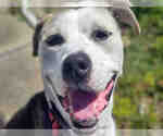 Small American Pit Bull Terrier-Beagle Mix