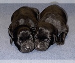 Puppy Black Male 2 Dogue de Bordeaux