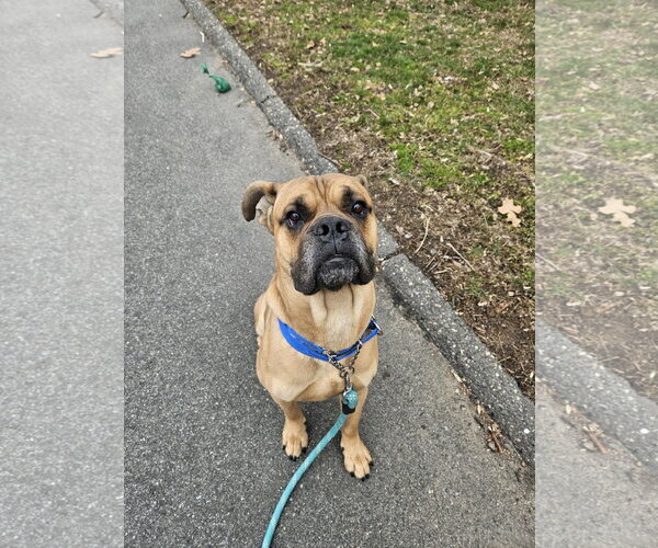 Medium Photo #3 Boxer Puppy For Sale in Dumont, NJ, USA