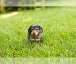 Small #3 Dachshund