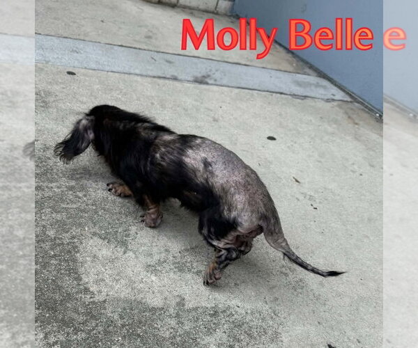 Medium Photo #5 Dachshund Puppy For Sale in San Antonio, TX, USA