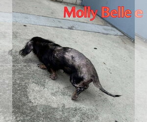 Molly Belle - Female Dachshund Dog for Adoption - Photo #5