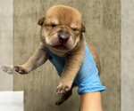 Small #1 Mutt