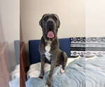Small Mutt