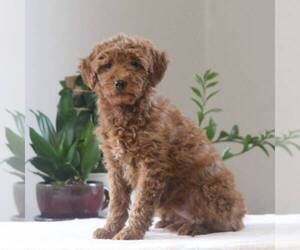 Goldendoodle-Poodle (Miniature) Mix Puppy for sale in AUGUSTA, WV, USA