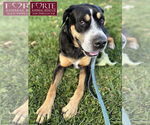Small #3 Greater Swiss Mountain Dog