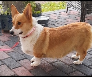 Mother of the Pembroke Welsh Corgi puppies born on 07/28/2023