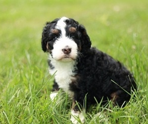 Bernedoodle Dog for Adoption in EWING, Virginia USA