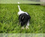 Small Photo #5 German Shorthaired Pointer Puppy For Sale in MESQUITE, TX, USA