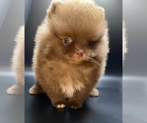Pomeranian Puppy for Sale in CHINO HILLS, California USA