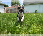 Small #28 Treeing Walker Coonhound Mix