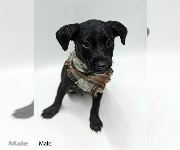 Medium Photo #1 Labrador Retriever Puppy For Sale in Conroe, TX, USA