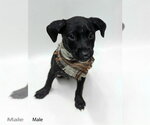 Small Labrador Retriever
