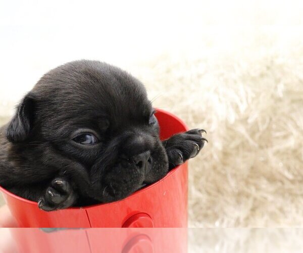 Medium Photo #4 French Bulldog Puppy For Sale in DANVILLE, CA, USA