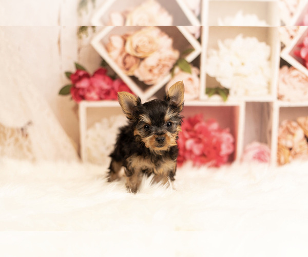 Medium Photo #5 Yorkshire Terrier Puppy For Sale in WARSAW, IN, USA