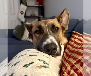 Levi - Male German Shepherd Dog-Unknown Mix Dog for Adoption - Photo #7