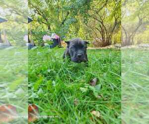 Cane Corso Puppy for Sale in OSSEO, Wisconsin USA