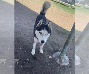 Siberian Husky Dogs for adoption in Bakersfield, CA, USA