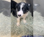 Small Photo #10 Border Collie Puppy For Sale in BLANCO, TX, USA
