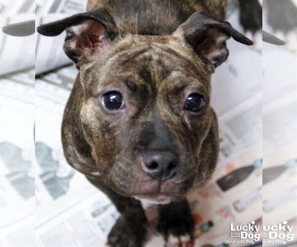 Medium Photo #3 American Pit Bull Terrier-Unknown Mix Puppy For Sale in Washington, DC, USA