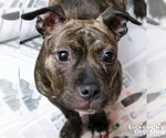 Small Photo #3 American Pit Bull Terrier-Unknown Mix Puppy For Sale in Washington, DC, USA