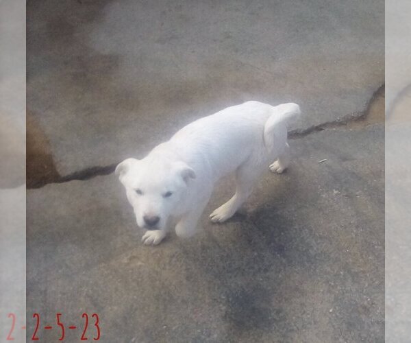 Medium Photo #11 Mutt Puppy For Sale in Apple Valley, CA, USA
