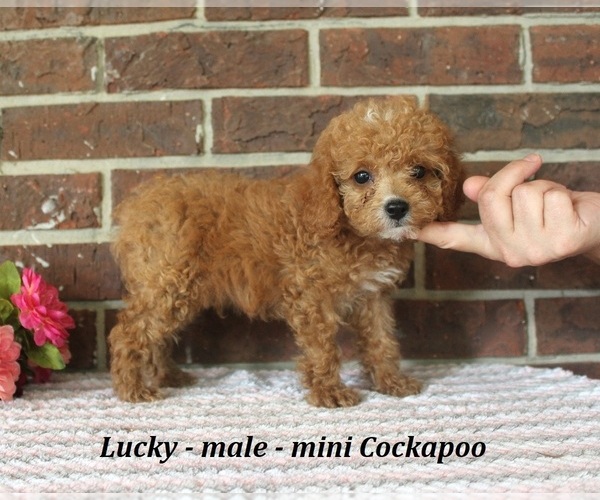 Medium Photo #2 Cockapoo (Miniature) Puppy For Sale in CLARKRANGE, TN, USA