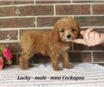 Small #1 Cockapoo (Miniature)