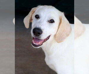 Great Pyrenees-Unknown Mix Dogs for adoption in Green Forest, AR, USA